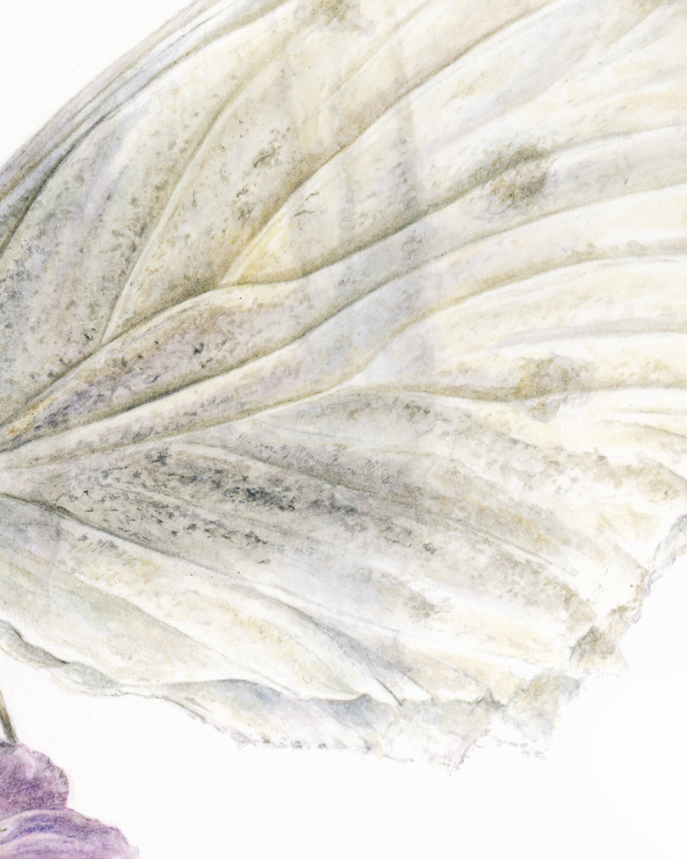 Papillon sur luzerne