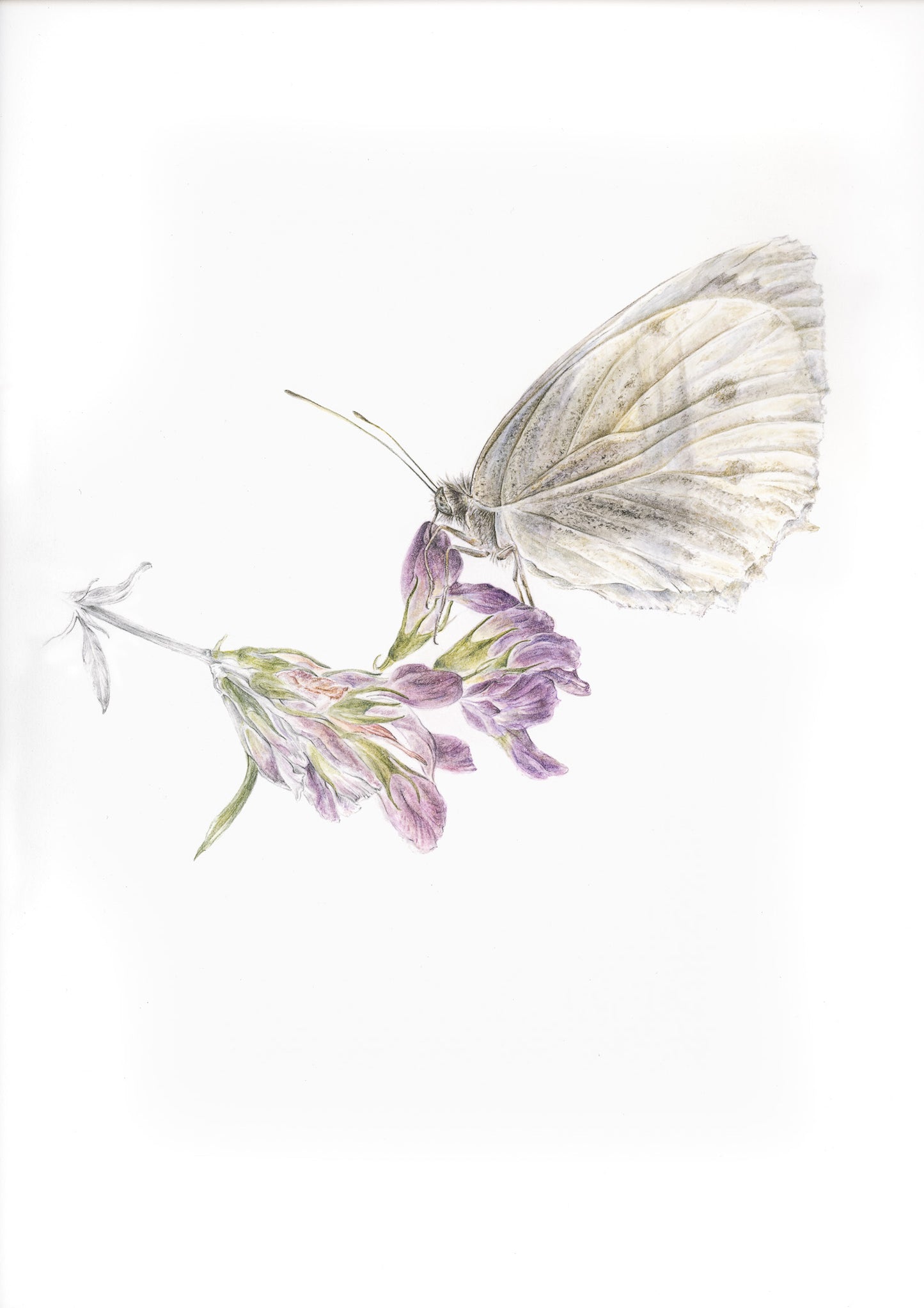 Papillon sur luzerne