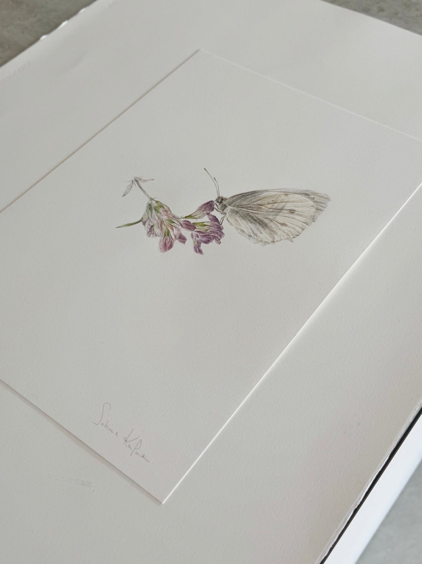 Papillon sur luzerne