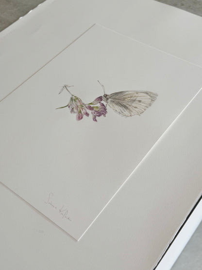 Papillon sur luzerne