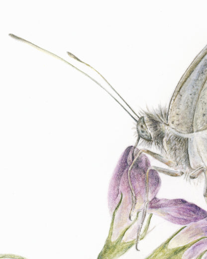 Papillon sur luzerne