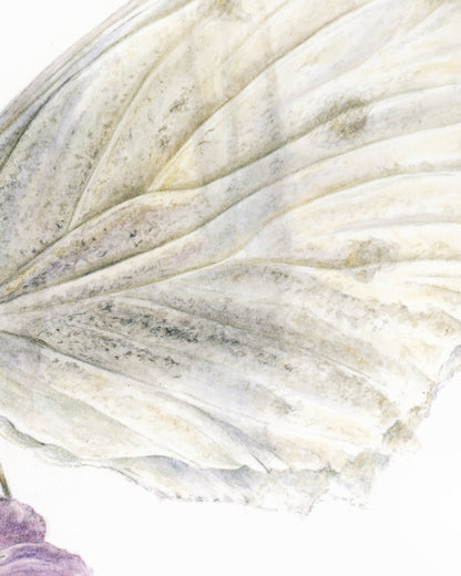 Papillon sur luzerne