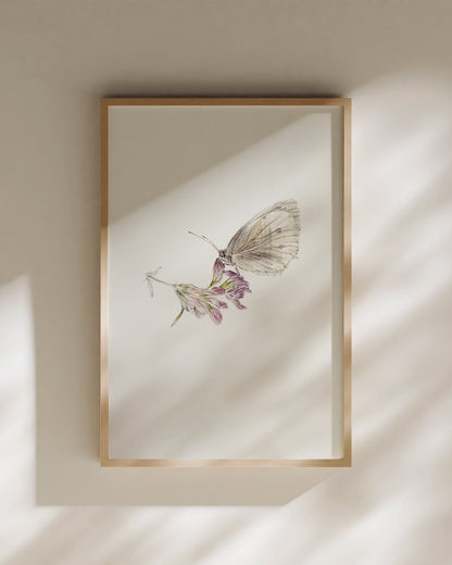 Papillon sur luzerne