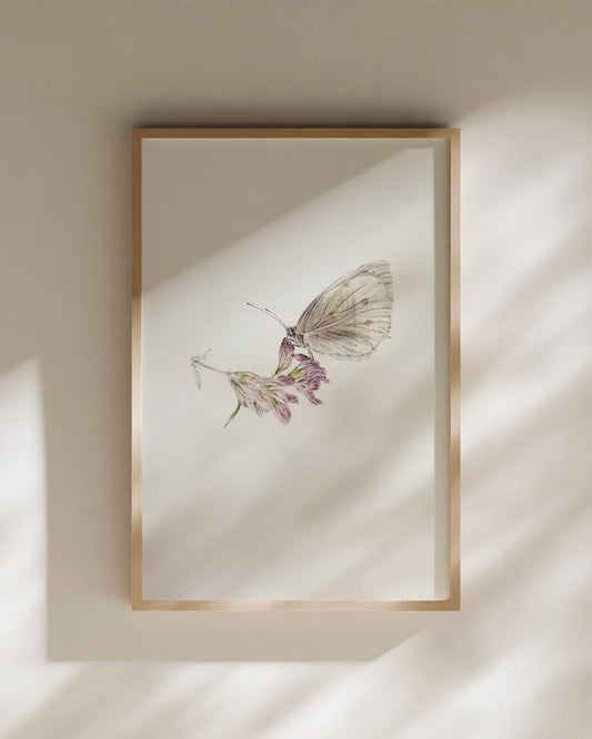 Papillon sur luzerne